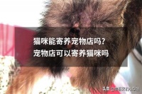 猫咪能寄养宠物店吗？宠物店可以寄养猫咪吗