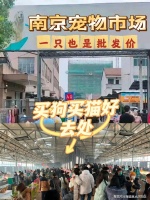 南京哪里有买狗买猫的市场？（南京）宠物基地选购宠物更放心