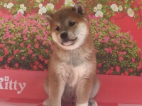 山西太原正规犬舍大型养狗场