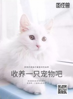 宠物店宠物收养活动宣传海报在线图片制作