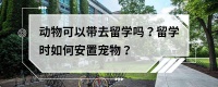 动物可以带去留学吗？留学时如何安置宠物？