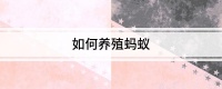 如何养殖蚂蚁