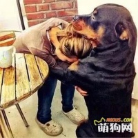 最粘人的6大狗狗，“罗威纳”上榜，网友：好比身上长了一条狗！