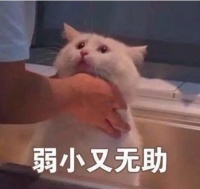 最粘人的猫咪TOP8排行榜！布偶第3，第1名竟是它...