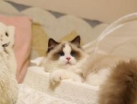 最粘人的猫咪排行榜——谁是你的宠物之选（探寻宠物猫咪中的“情感霸主”）