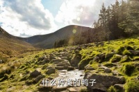 鸭子品种，什么种类的鸭子