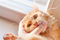 哪种宠物猫可爱又好养(哪种猫最可爱又好养)