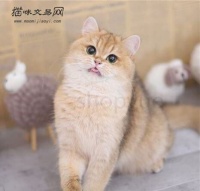 如何养宠物鸽子幼崽,怎么养宠物鸽子