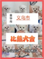 义乌宠物猫狗在哪里买靠谱？这里信誉保证可实体店铺实地挑选宠物