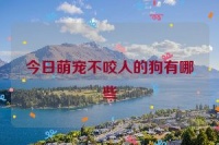 今日萌宠不咬人的狗有哪些