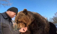 硬核新规！俄罗斯禁止私养老虎、狮子、熊等当宠物，违规者最高罚100万卢布或监禁4年