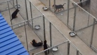 福州哪里有犬舍