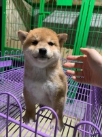 十二星座都适合养什么宠物相关阅读