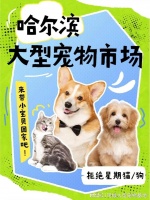哈尔滨哪里正规犬舍猫舍基地?这儿有实体店可选，放心大胆挑吧