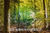 宠物蜘蛛,蜘蛛不会认主人建议不要选择有毒蜘蛛