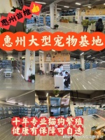 惠州宠物市场在哪里?这里实体店选购宠物，安全更值得信赖