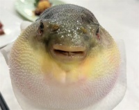 河豚都有哪些品种