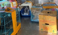 宠物猫火车托运的流程，托运宠物猫的注意事项