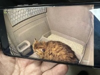 上车！成都东站迎首只高铁“宠物旅客”，来看托运全流程