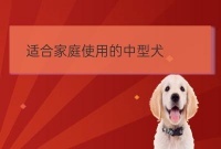 适合家照顾的中型犬:适合家养的霸气巨型犬