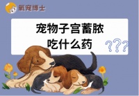 宠物子宫蓄脓别慌！这份药物治疗全攻略请收好！