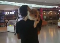 小伙扛着柯基犬逛商场，像对父子，网友：请不要带狗进公共场合！