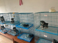 广州名犬养殖基地：广州名犬俱乐部