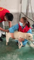 他们真暖！岳阳400只流浪狗喜获“健康礼包”