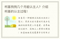 柯基狗狗几个月能认主人？介绍柯基的认主过程！