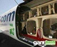 威海至邯郸宠物托运，价格是多少呢？