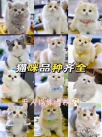 铜川买缅因猫哪里有实体店（铜川）这家宠物店良心推荐，信誉高