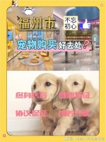 福州哪里有便宜的猫狗市场？这里安全可靠实体店现场挑选宠物