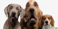 狗狗界的5大巨型犬，最后一种站起来比姚明还高！