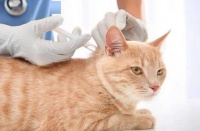 猫咪体检驱虫打疫苗多少钱？价格透明吗？