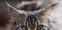 它是猫中雄狮，是世界上体型最大的猫，可以把主人吃到破产