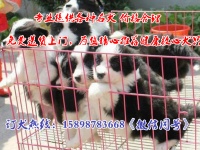 北仑宠物市场