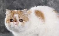 宠物猫怎样洗澡最好