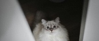 猫咪洗澡不再是战斗！5分钟轻松搞定，毛发亮泽如新