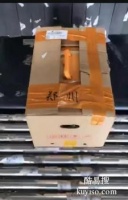 惠州宠物托运电话 活体专车托运公司