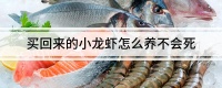 买回来的小龙虾怎么养不会死