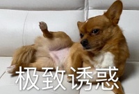 网评“最不臭”的几种狗，可很久不洗澡，养它家里不臭！