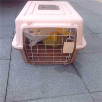 大理宠物猫咪托运宠物托运公司