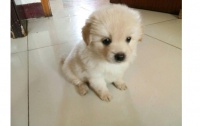 什么狗狗长不大？宠物店店长告诉你哪些狗狗长不大？