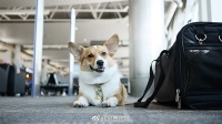 海航允许携带宠物进入客舱 每人最多1只每航班最多2只