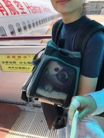海南航空西安基地完成首例客舱宠物运输