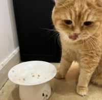 猫爱吃的食物排行