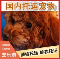 2025评价高的宠物托运火车/高铁/国际/专车/国内宠物托运安全保障如何选？
