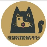同城领养小猫