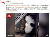 圆通回应快递点发现多个死亡宠物快递：第三方公司发货 警方已立案调查