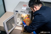 可以带着“毛孩子”坐高铁啦！宠物托运具体方法请记好